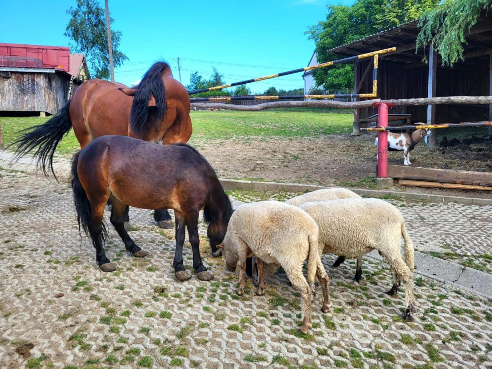 Koperkowe Rancho Beskid Wyspowy Domek Malopolskie Kamionna Kamionna  エクステリア 写真