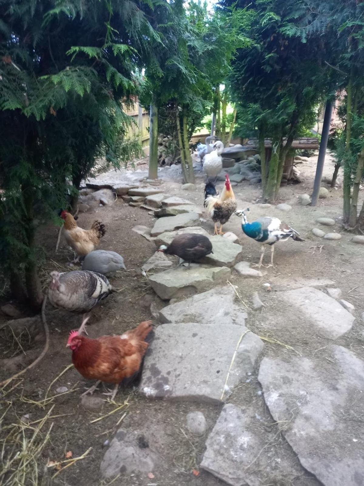 Koperkowe Rancho Beskid Wyspowy Domek Malopolskie Kamionna Kamionna  エクステリア 写真