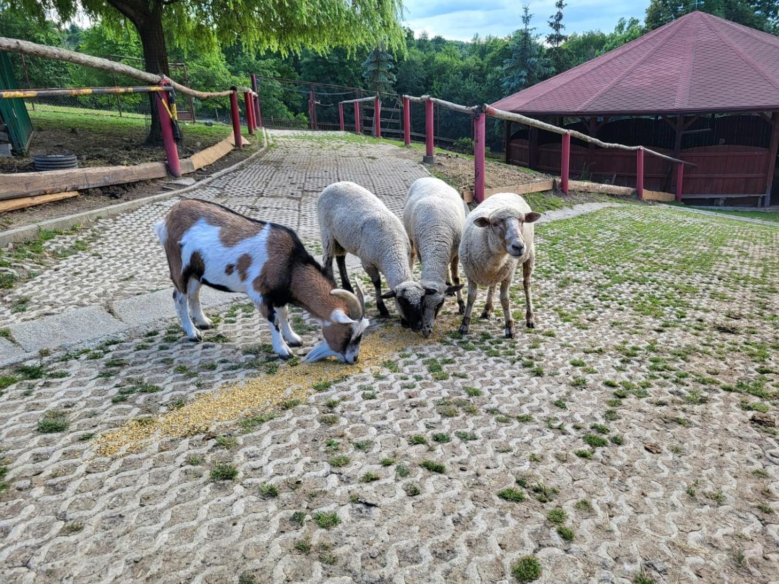 Koperkowe Rancho Beskid Wyspowy Domek Malopolskie Kamionna Kamionna  エクステリア 写真