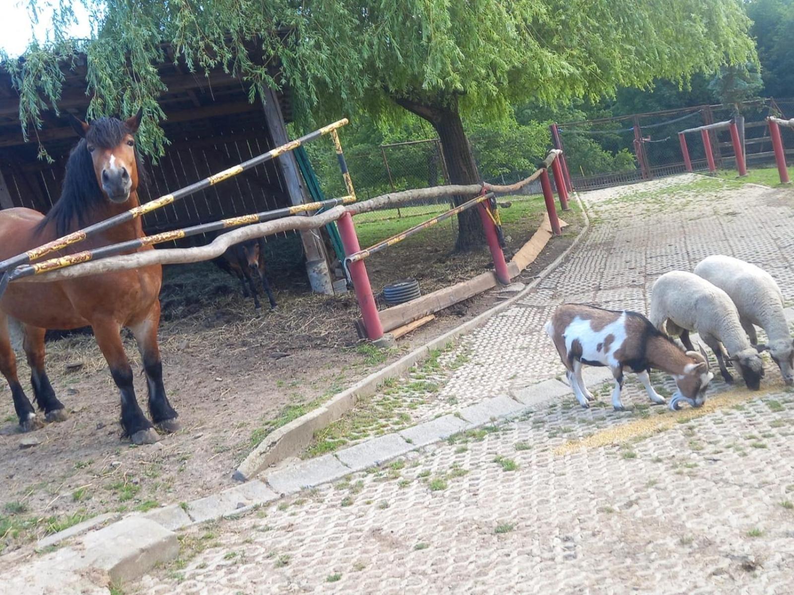 Koperkowe Rancho Beskid Wyspowy Domek Malopolskie Kamionna Kamionna  エクステリア 写真