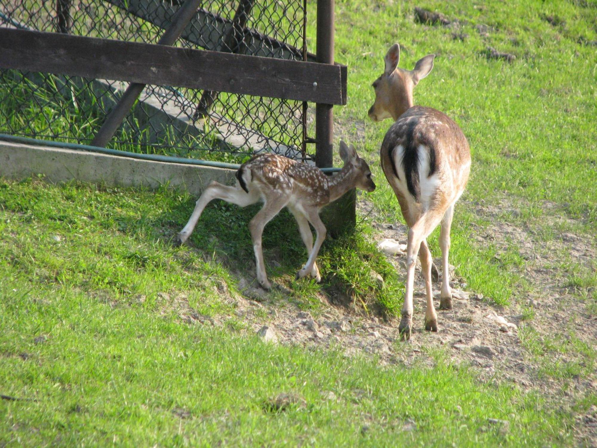 Koperkowe Rancho Beskid Wyspowy Domek Malopolskie Kamionna Kamionna  エクステリア 写真